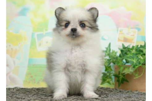 成約済の千葉県のポメチワ:ポメラニアン×チワワ-226443の5枚目